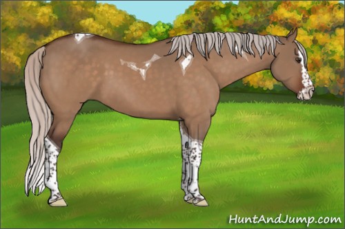 Horse Color:Silver Brown Dun Splash Tobiano 