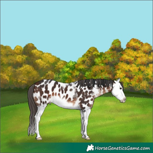 Horse Color:Bay Sabino Splash Near Leopard