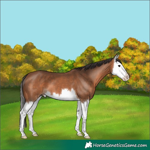 Horse Color:Bay Splash 