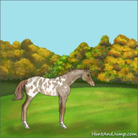Horse Color:Chocolate Palomino Roan Near Leopard 