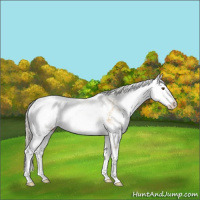 Horse Color:Palomino Mushroom Sabino Appaloosa 