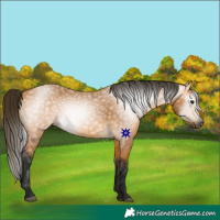 Horse Color:Gray Buckskin 