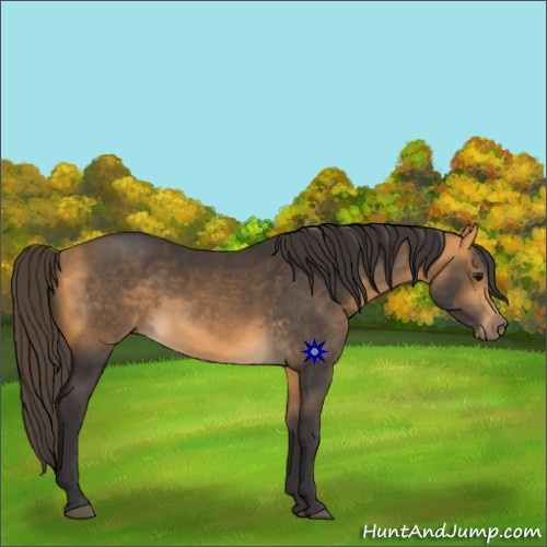 Horse Color:Buckskin 