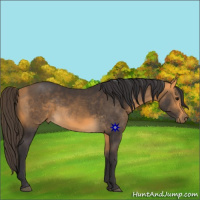 Horse Color:Buckskin 