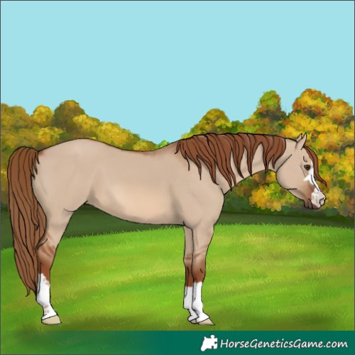 Horse Color:Red Dun 