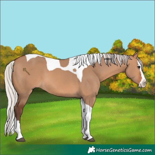 Horse Color:Silver Brown Dun Splash Tobiano