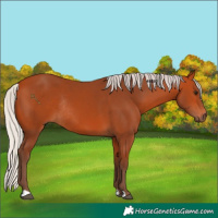 Horse Color:Silver Bay Rabicano 