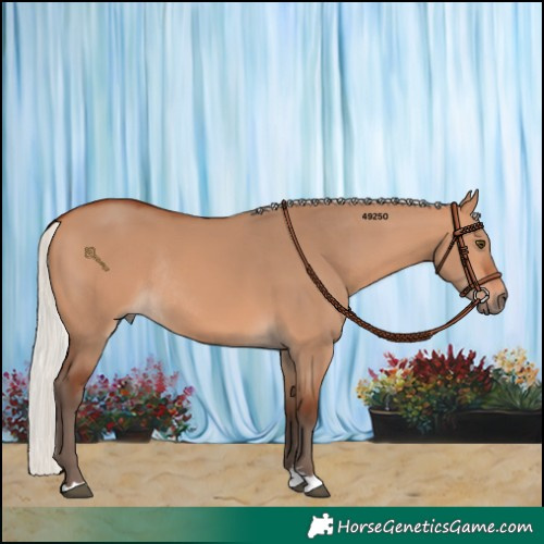 Horse Color:Silver Bay Dun Rabicano 