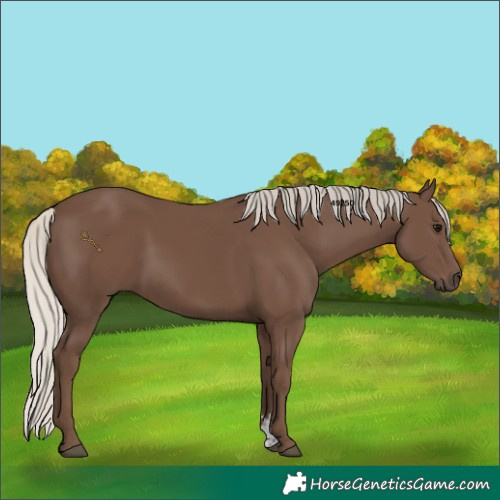 Horse Color:Silver Black Sabino Rabicano 