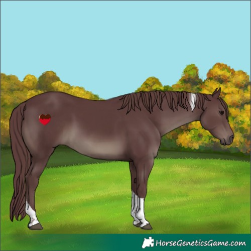Horse Color:Chocolate Black Tobiano Rabicano 
