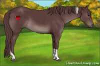 Horse Color:Chocolate Black Tobiano Rabicano 