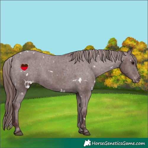 Horse Color:White Spotted Chocolate Black Varnish