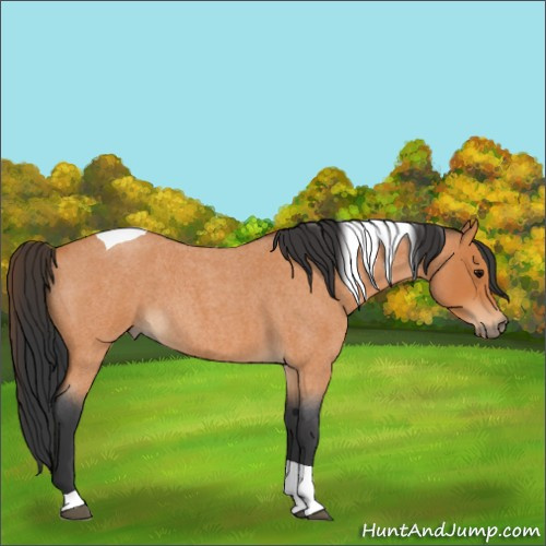 Horse Color:Unknown 
