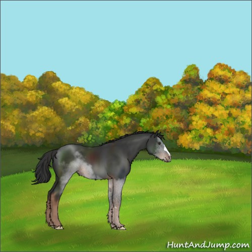 Horse Color:Liver Chestnut 