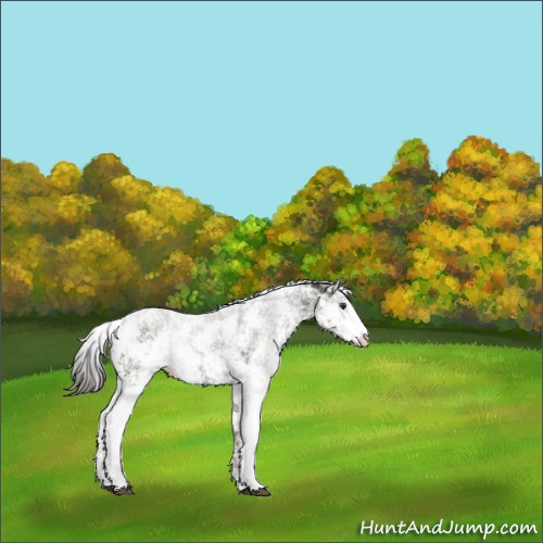 Horse Color:Liver Chestnut Sabino 