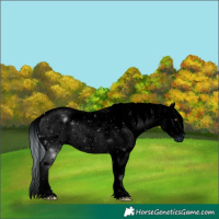 Horse Color:ERROR: UNKNOWN ANOMALY