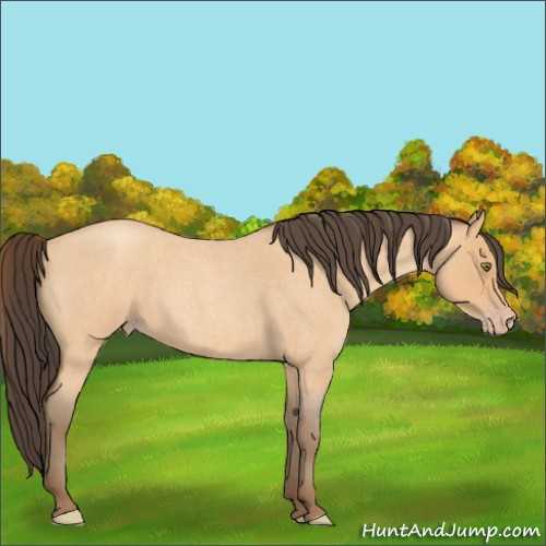 Horse Color:Unknown 