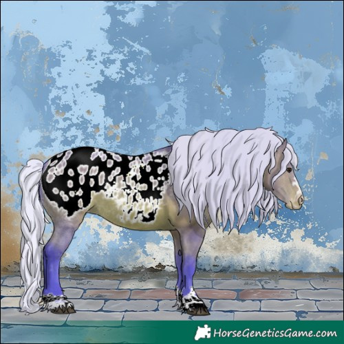 Horse Color:Watercolor Silver Bay Appaloosa Rabicano 
