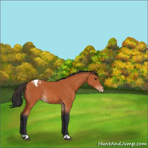 Horse Color:Bay Appaloosa Rabicano 