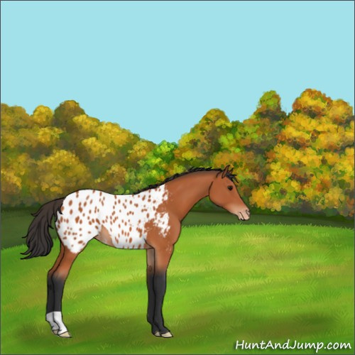 Horse Color:Bay Appaloosa 