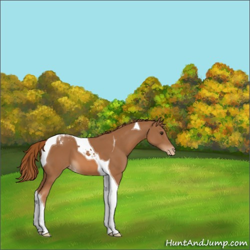 Horse Color:Chestnut Tobiano Appaloosa 