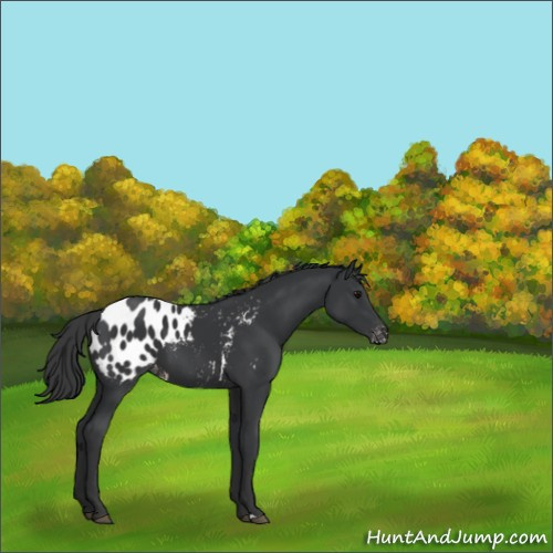 Horse Color:Black Appaloosa 