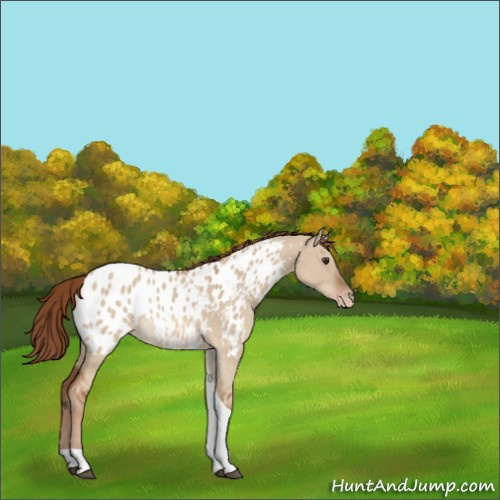 Horse Color:Red Dun Tobiano Appaloosa 