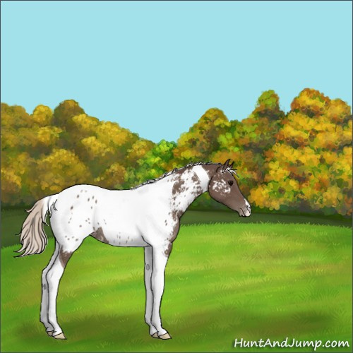 Horse Color:Silver Black Tobiano Appaloosa Rabicano 