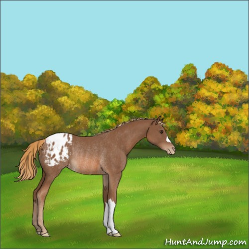 Horse Color:Chestnut Appaloosa Rabicano 
