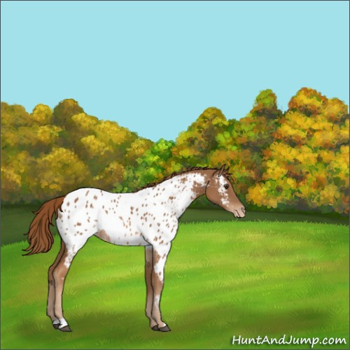 Horse Color:Chestnut Appaloosa Rabicano 