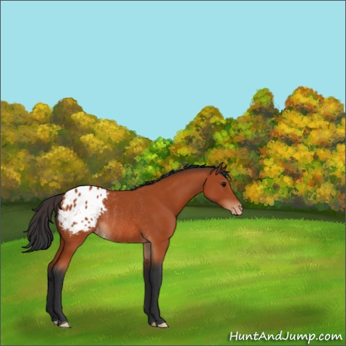 Horse Color:Bay Appaloosa Rabicano 