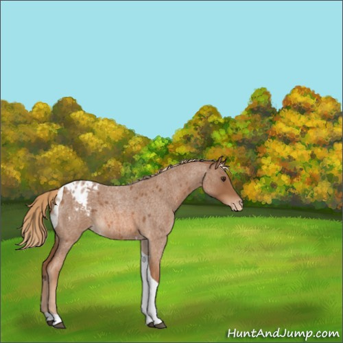 Horse Color:Red Roan Tobiano Appaloosa Rabicano 