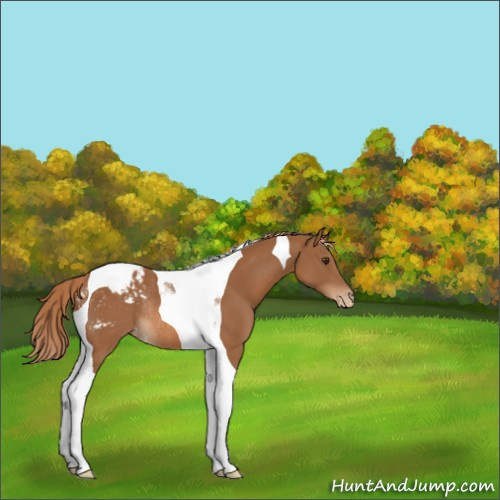 Horse Color:Chestnut Tobiano Appaloosa Rabicano 