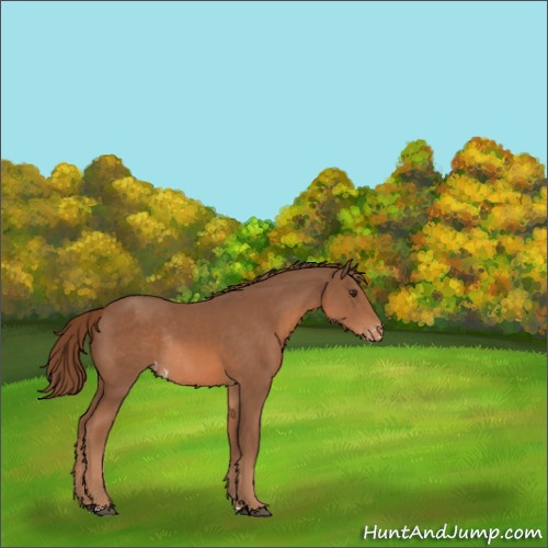 Horse Color:Chestnut Appaloosa Rabicano 