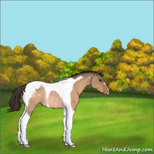 Horse Color:Bay Dun Tobiano Appaloosa Rabicano 