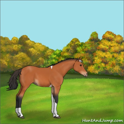 Horse Color:Bay Tobiano 