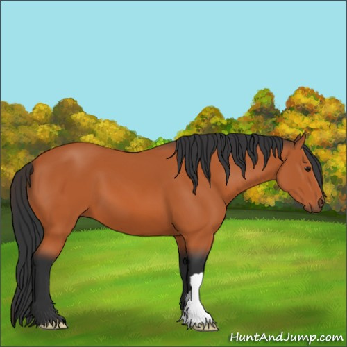Horse Color:Bay 