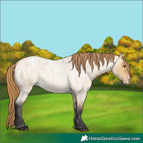 Horse Color:Buckskin Roan Dun Appaloosa 