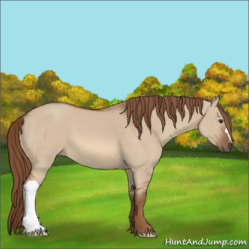 Horse Color:Red Dun 