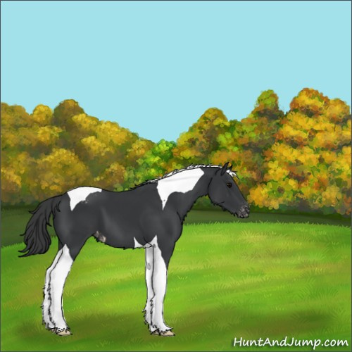 Horse Color:Black Tobiano Appaloosa 