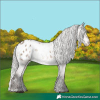 Horse Color:White Spotted Silver Brown Dun Mushroom Appaloosa 