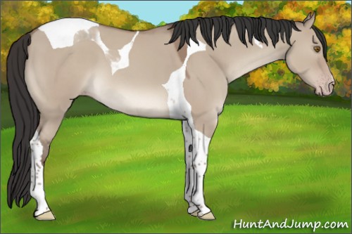 Horse Color:Classic Champagne Dun Tobiano 