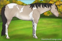 Horse Color:Classic Champagne Dun Tobiano