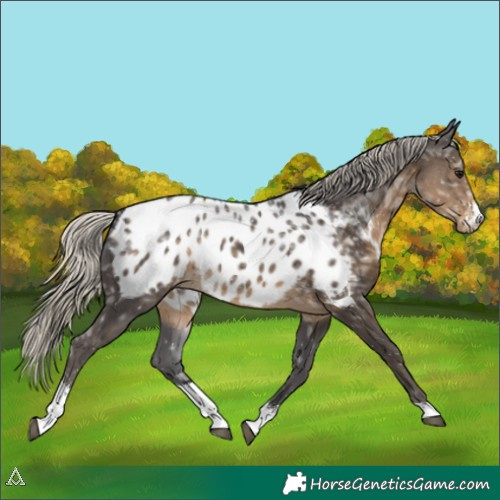 Horse Color:Silver Smoky Black Ice Sabino Appaloosa 