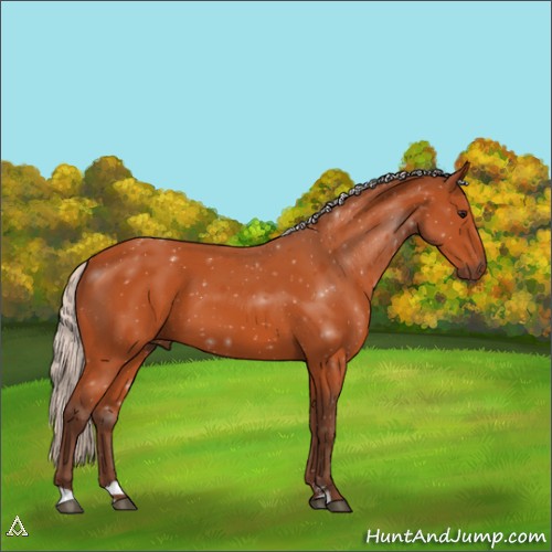 Horse Color:Silver Bay Sabino 