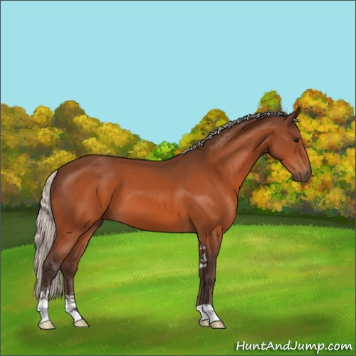 Horse Color:Silver Bay Sabino 