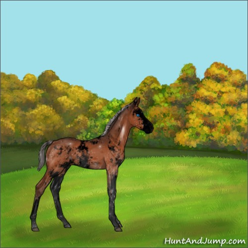 Horse Color:Void Silver Brown Sabino Splash 