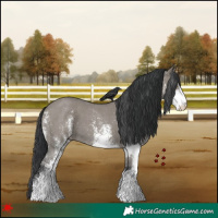 Horse Color:White Spotted Grullo 