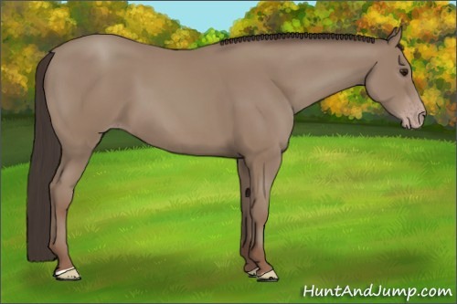 Horse Color:Classic Champagne 