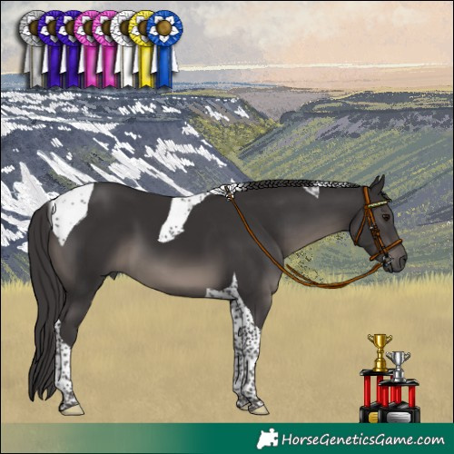 Horse Color:Smoky Black Tobiano 